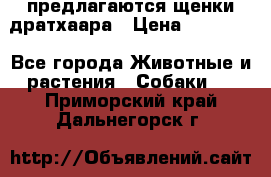 предлагаются щенки дратхаара › Цена ­ 20 000 - Все города Животные и растения » Собаки   . Приморский край,Дальнегорск г.